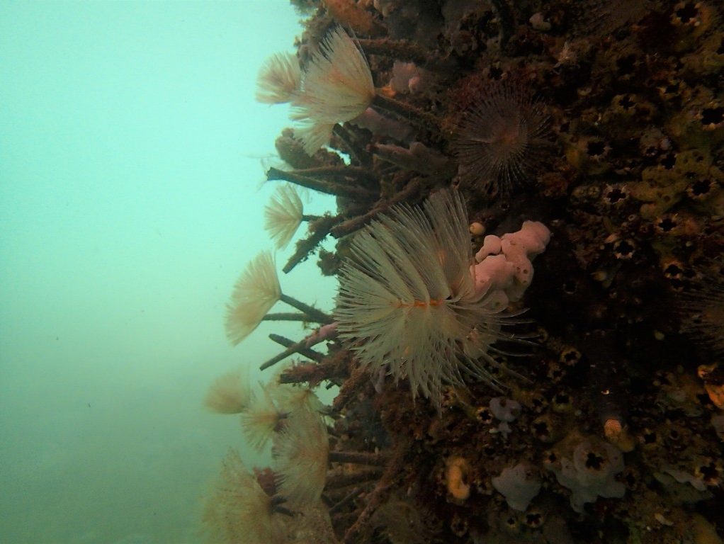 Pest Mediterranean Fan Worm Barwon Bluff