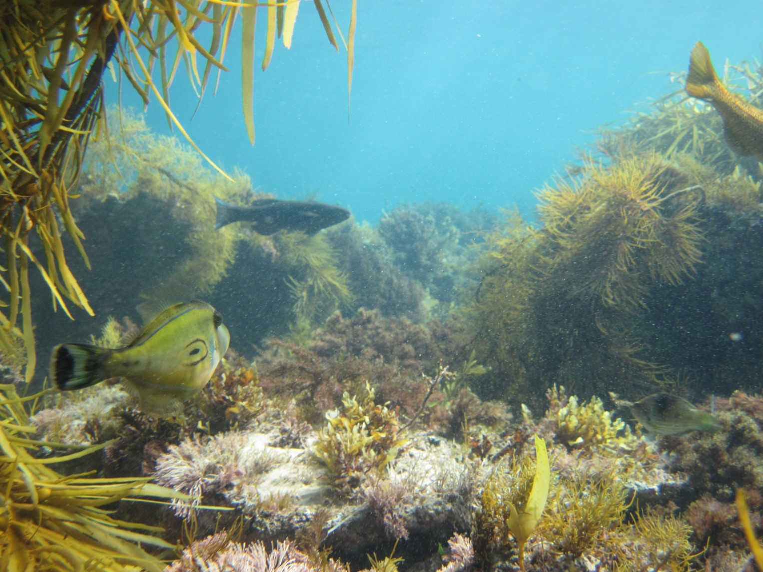 Marine Habitats Barwon Bluff