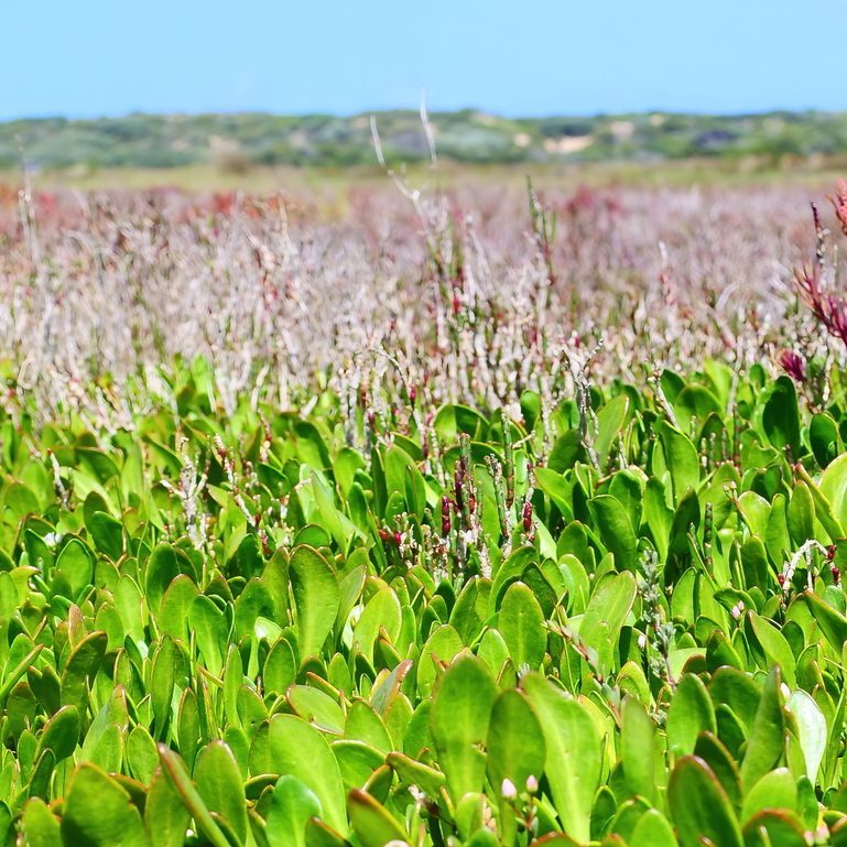 Plant Shiny Swampmat Barwon Bluff