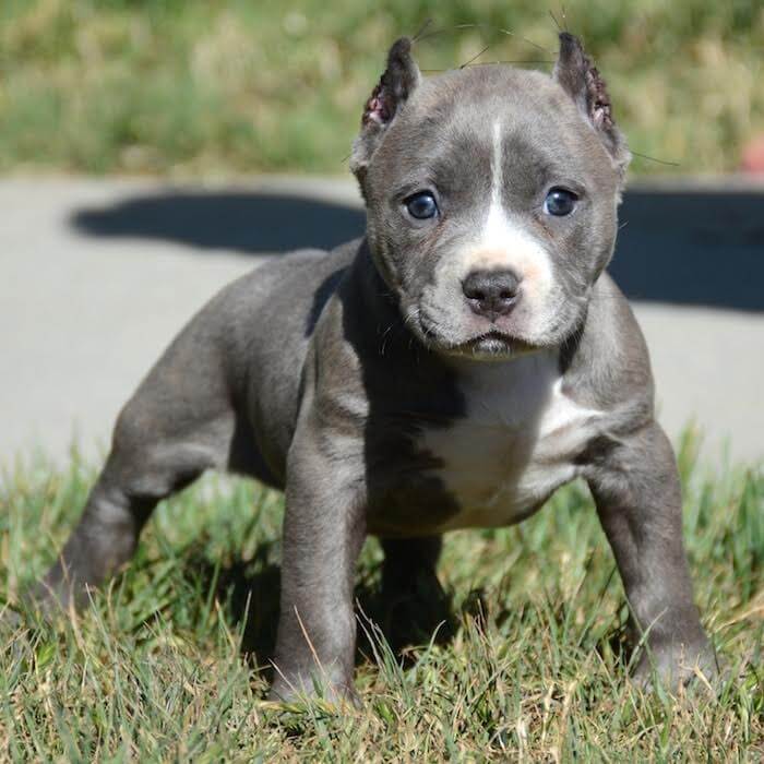 American Pit Bull Terrier Welpen mit ADBA Papieren