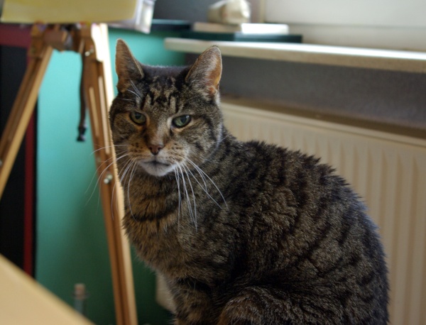 Katze con cuore