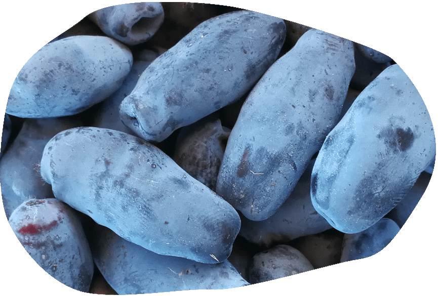 Zdravstvene dobrobiti haskapa