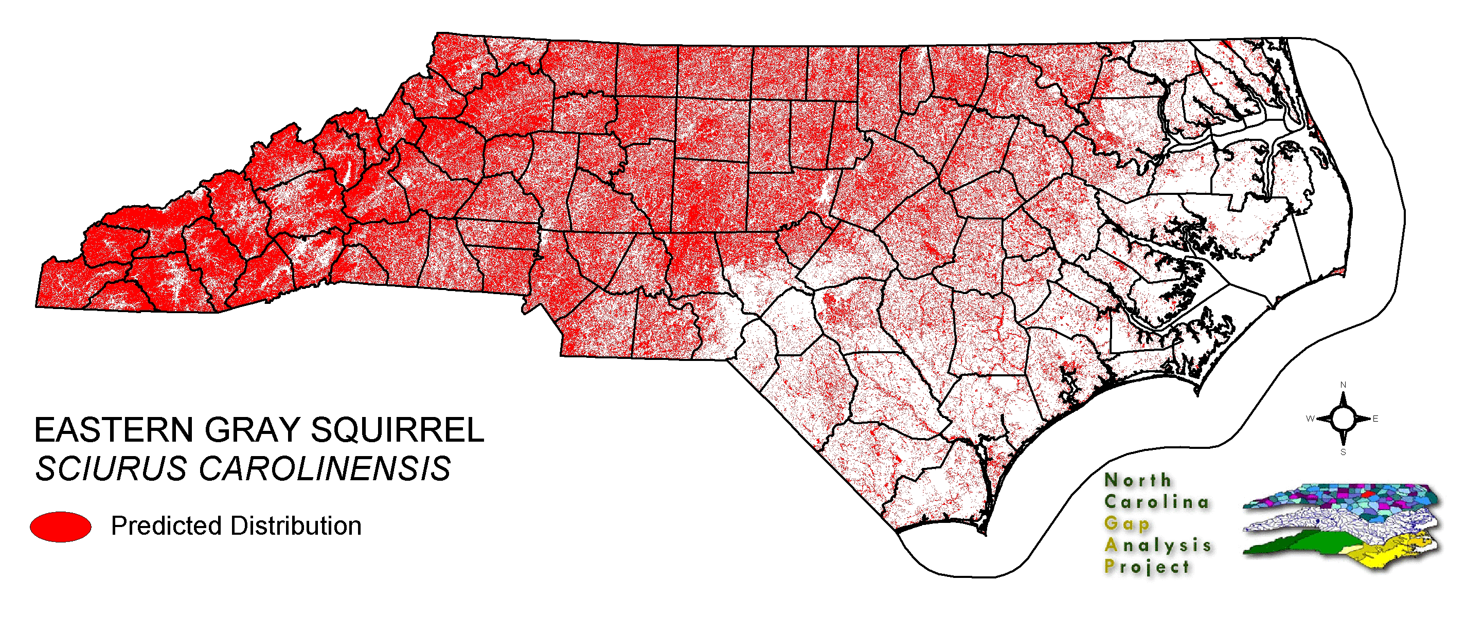 Eastern gray squirrel
