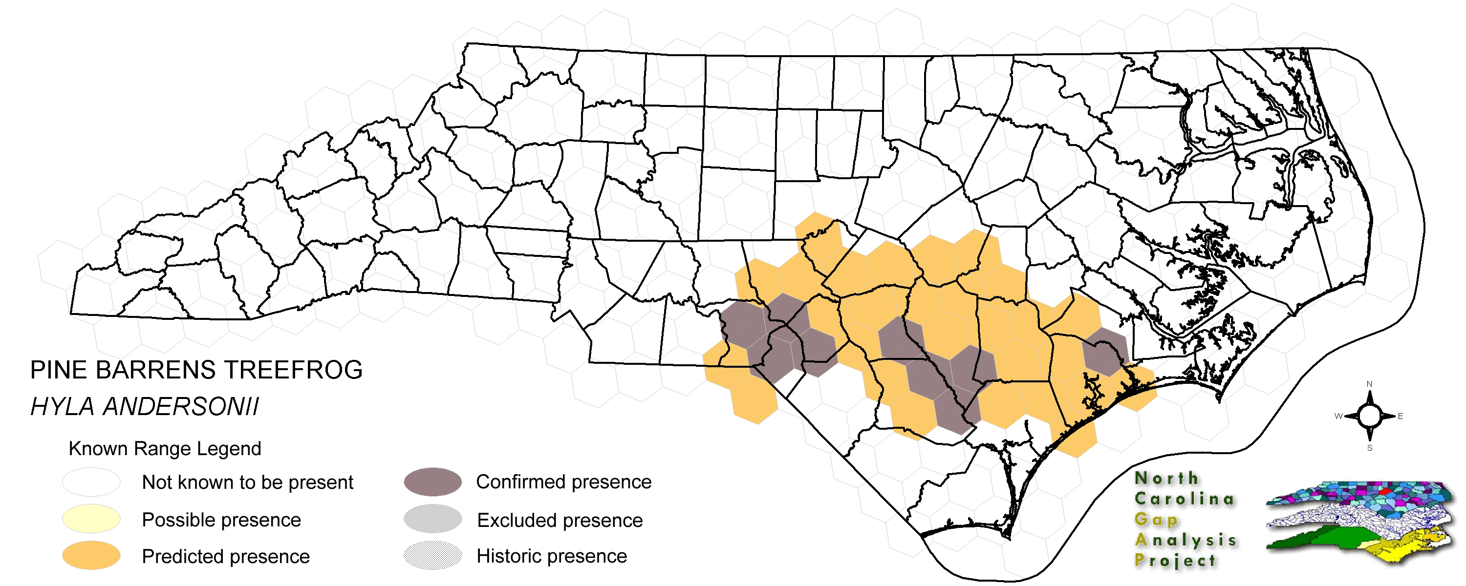 Pine barrens treefrog