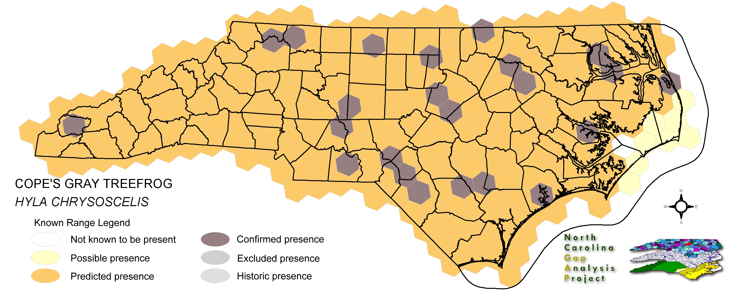 Cope's gray treefrog