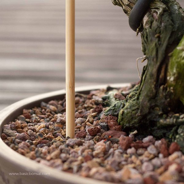 The Basics of Watering Bonsai Trees Basic Bonsai