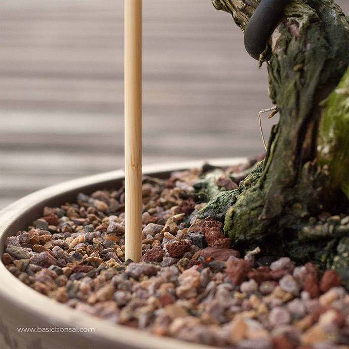The Basics of Watering Bonsai Trees Basic Bonsai