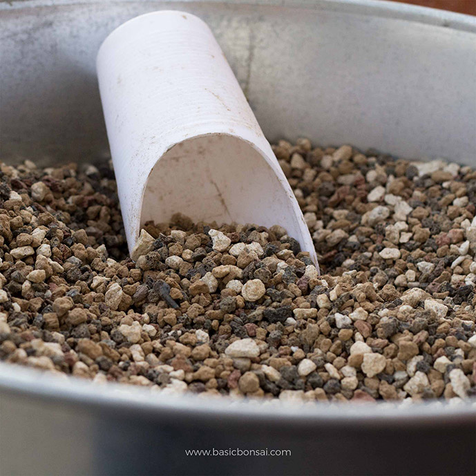 The Basics of Watering Bonsai Trees Basic Bonsai