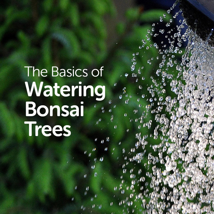 The Basics of Watering Bonsai Trees Basic Bonsai