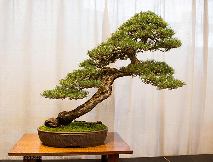 Michigan AllState Bonsai Show 2018 Basic Bonsai
