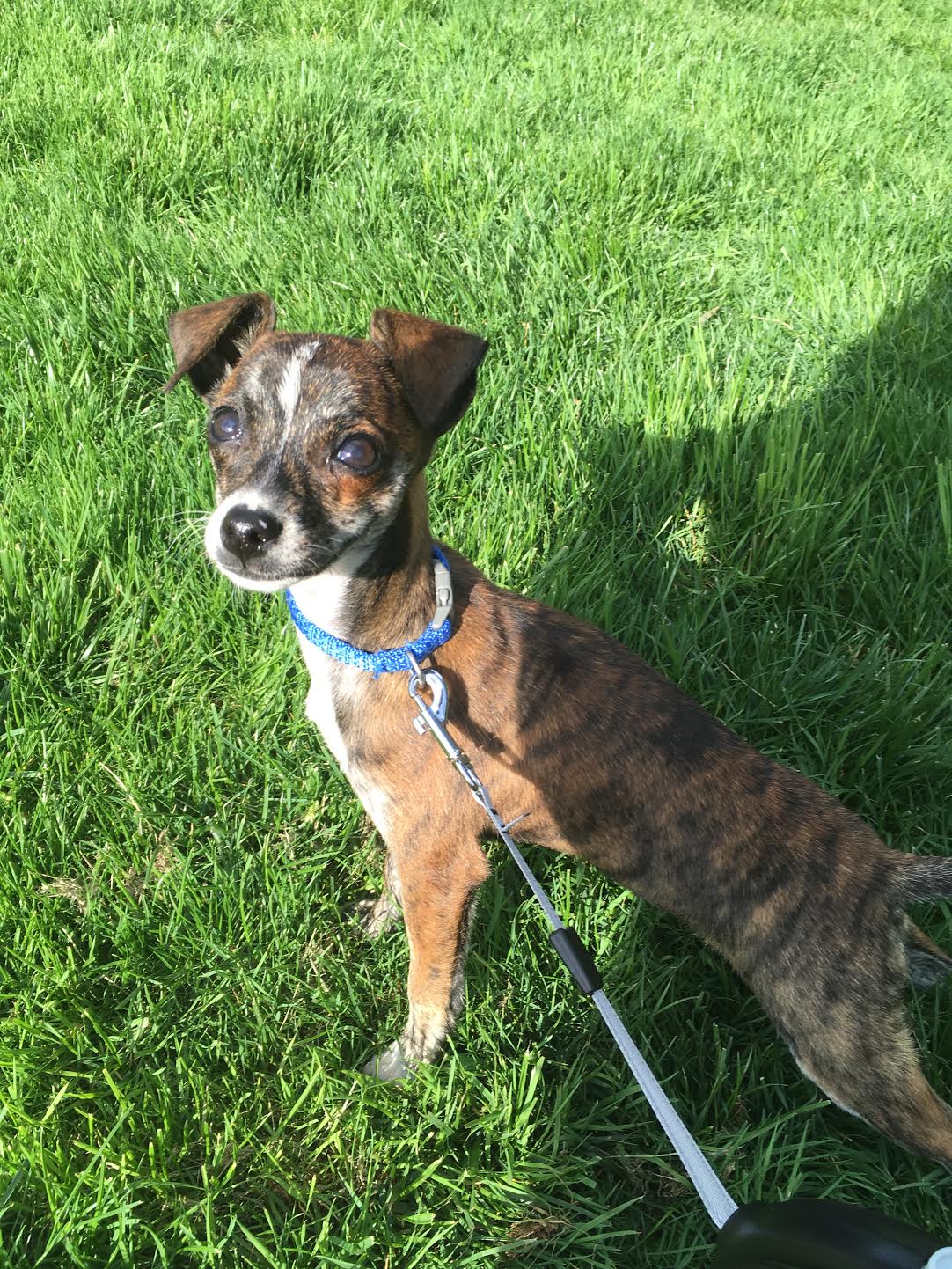 Introducing Fried Pickle (Frickle)! Adding a Second Dog to the Pack