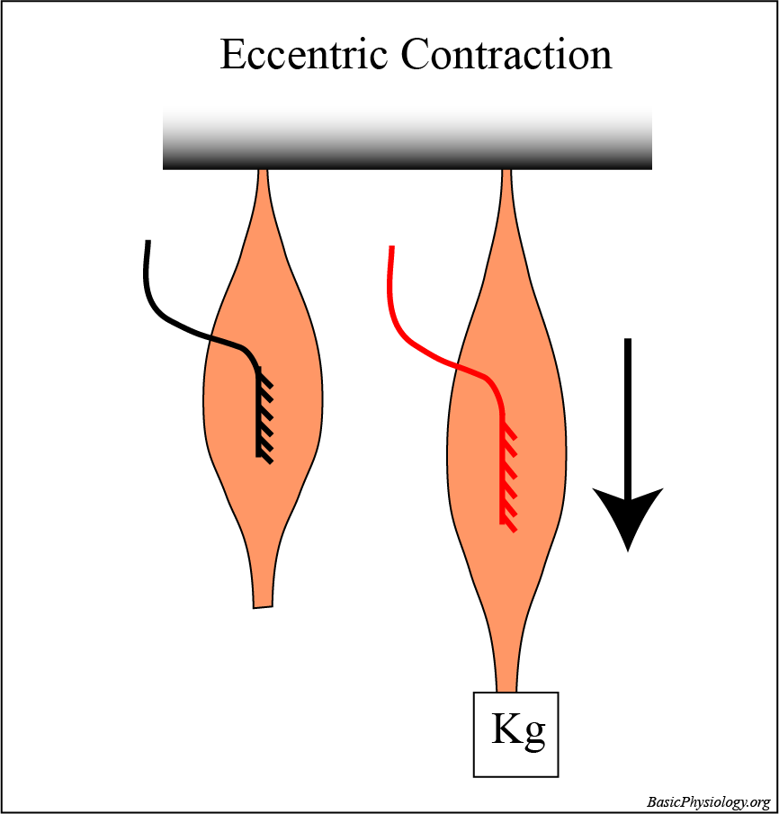 A.4.5. Contraction Types – BasicPhysiology.org