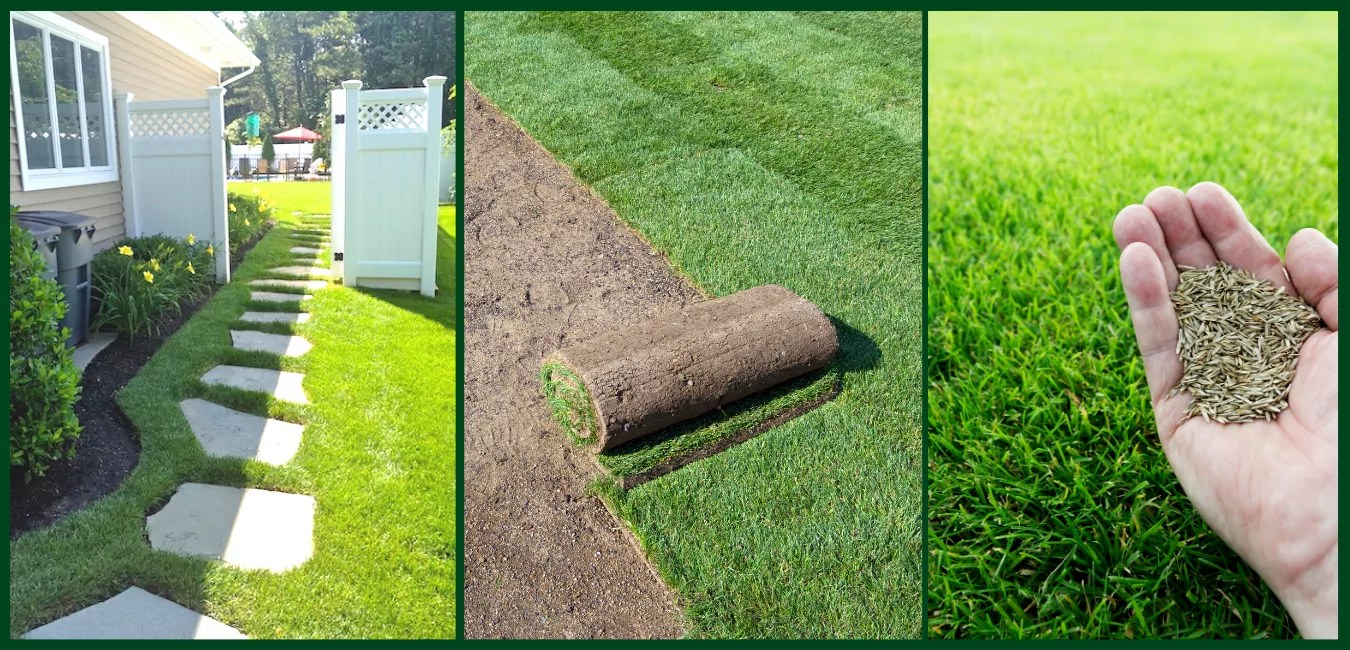 Grass Seed & Sod Basics Landscaping