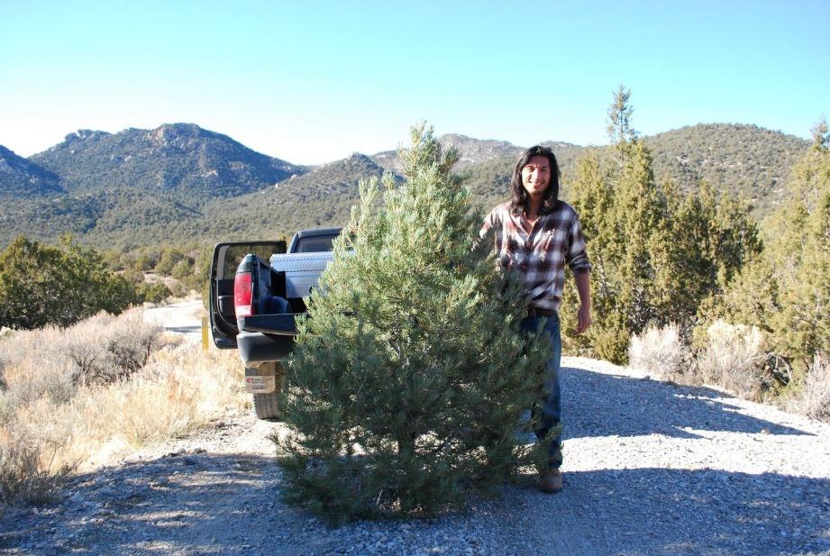 BLM Christmas Tree Permits Basin Now