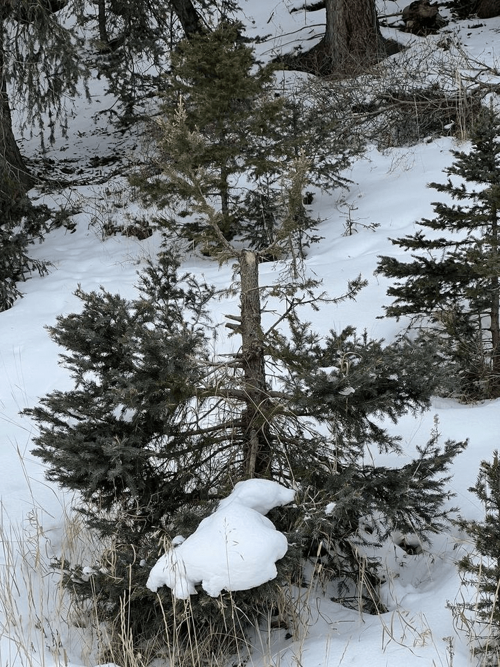Ashley National Forest Reminds All That Christmas Tree Topping Is Illegal Basin Now