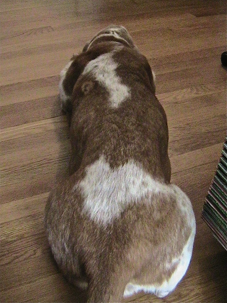 BassetHoundTown Blog/Vlog » Lumpy Bumpy Basset Hounds;)