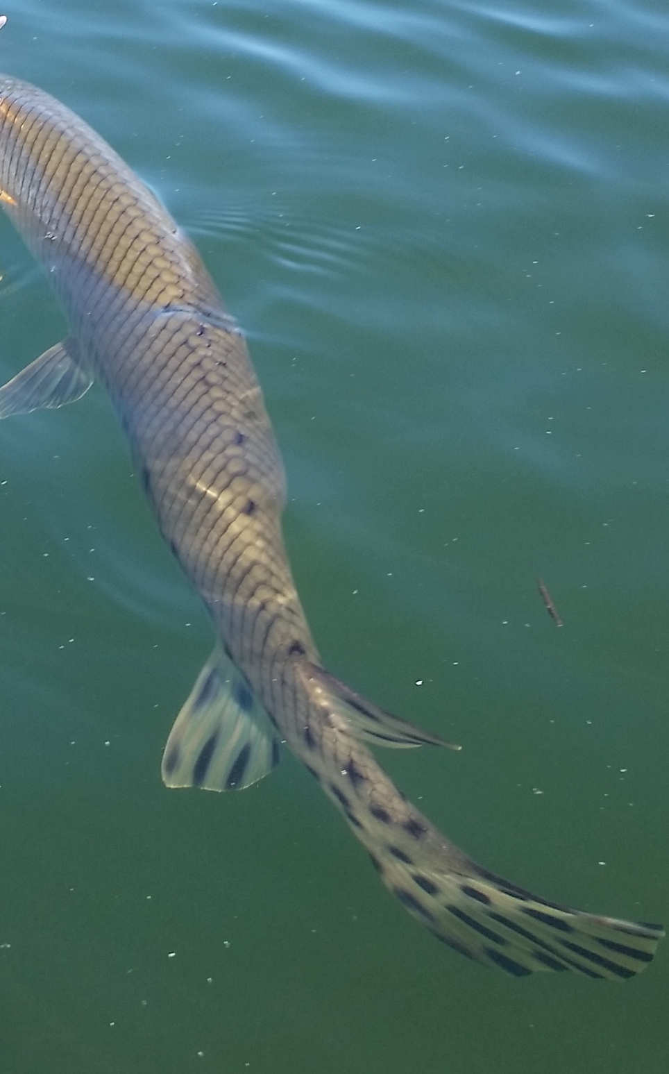 How to Catch Gar BassGrab