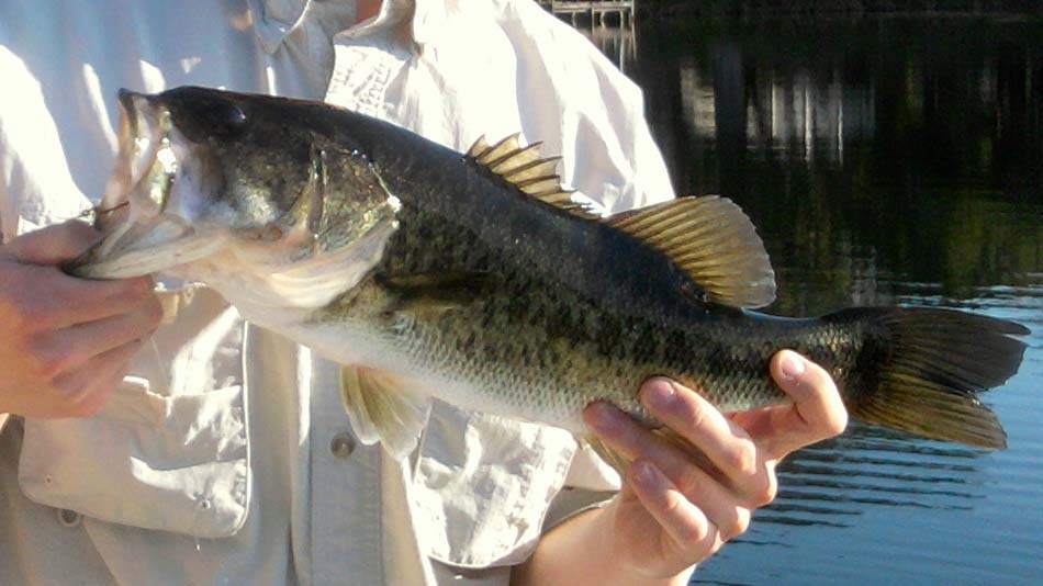 Differences Between Largemouth Bass and Spotted Bass BassGrab