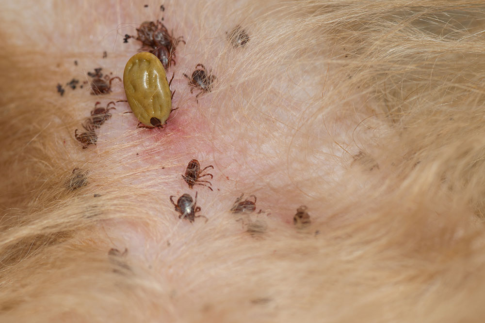 How ticks feast on Fido Bassler
