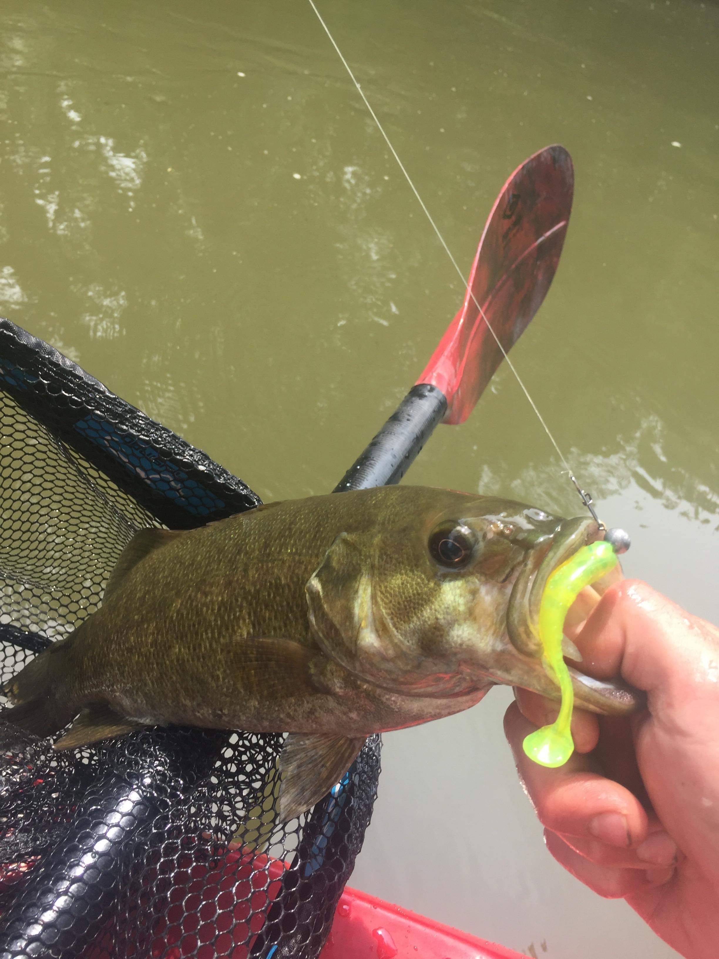 Officially retired my minnows! Catching way more fish with lures