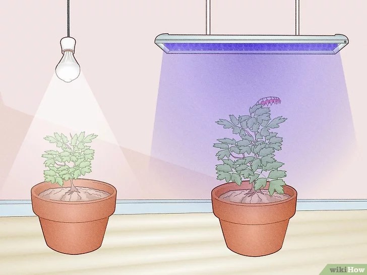 Regular LED Lights Vs LED Grow Lights What Is The Differences?