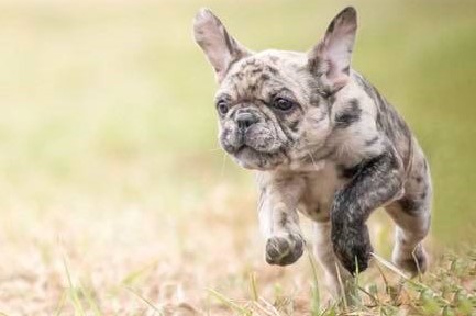 Die Farben Der Franzosischen Bulldogge Bataillon D Amour