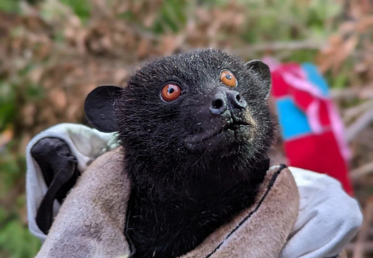 Pteropus livingstonii Bat Conservation International