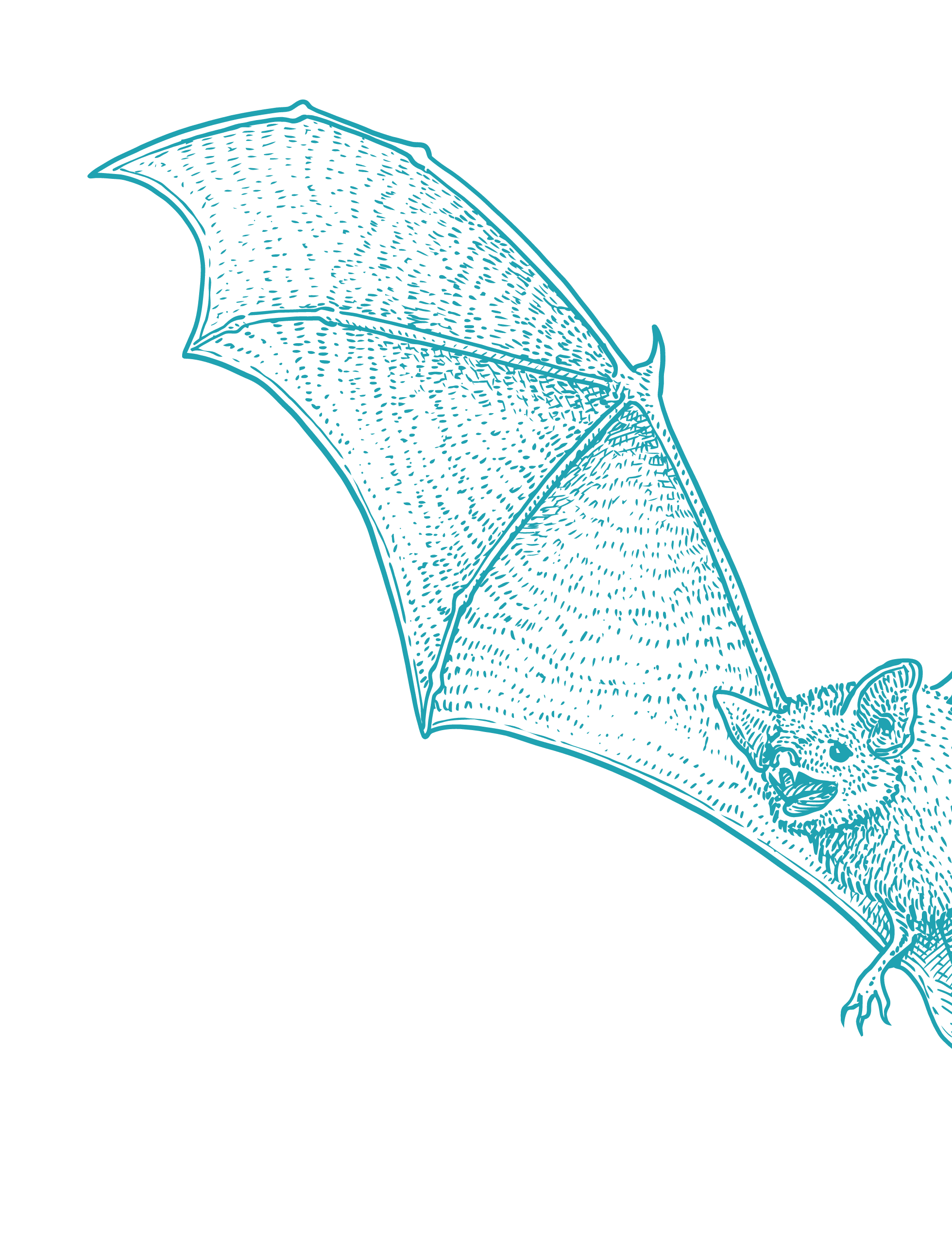 Bats & Agave Bat Conservation International