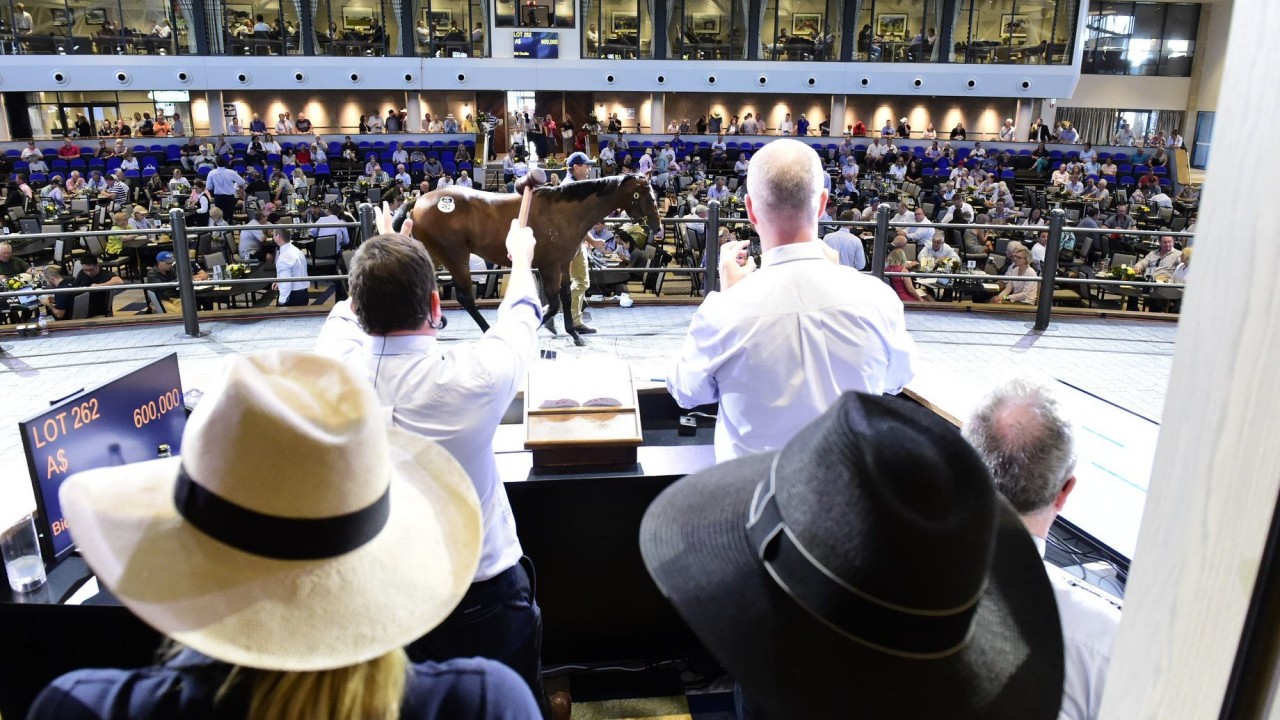 How much does it cost to own a racehorse? Bateup Racing