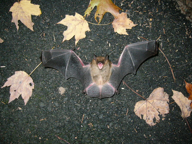 Cape Cod Bat Removal, Humane Removal of Bats, Squirrels