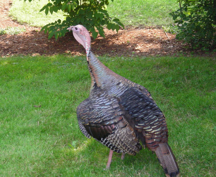 Turkeys in Massachusetts Pictures of Turkeys Turkeys in the Suburbs