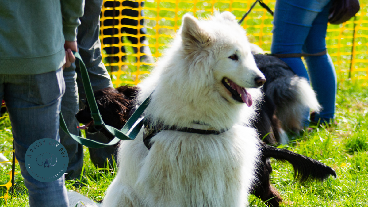 Event Spotlight The Big Bark at Bath & West, April 22nd and 23rd