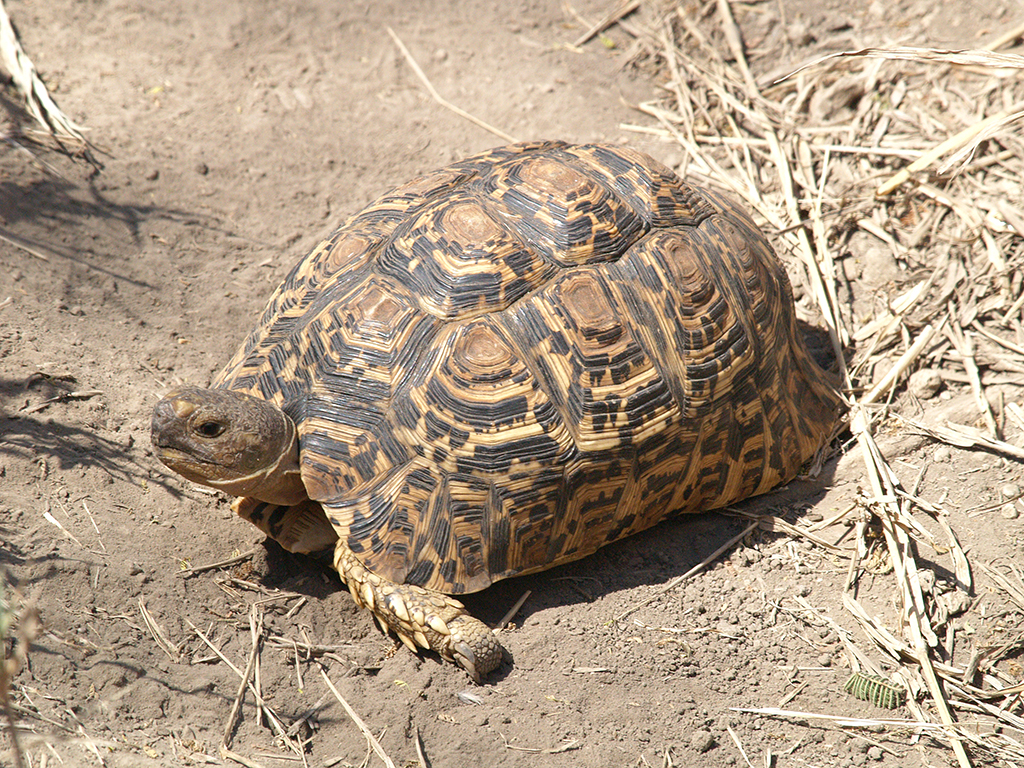 Geochelone pardalis, tortue leopard, Testudo hermanni