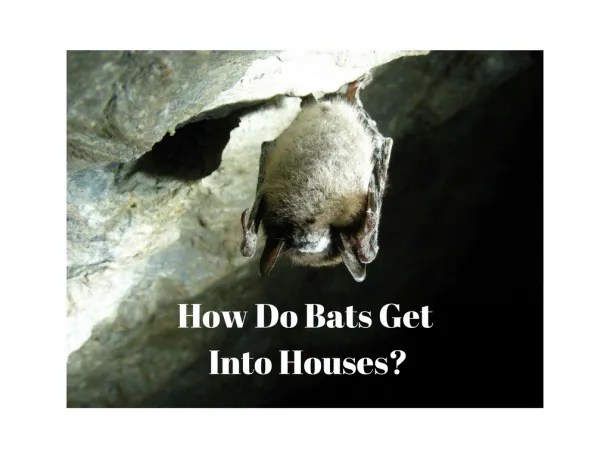 How Do Bats Get Into Houses?