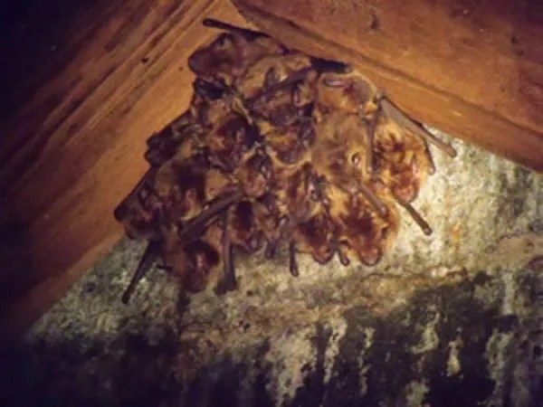 How Do Bats Get Into Houses?