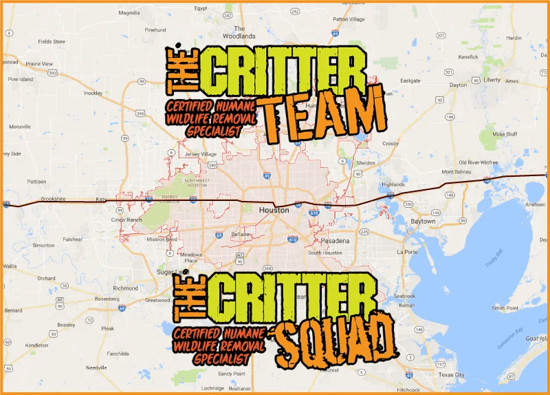 Houston, TX Bat Removal Specialists Inspection, Exclusion, & Cleanup.