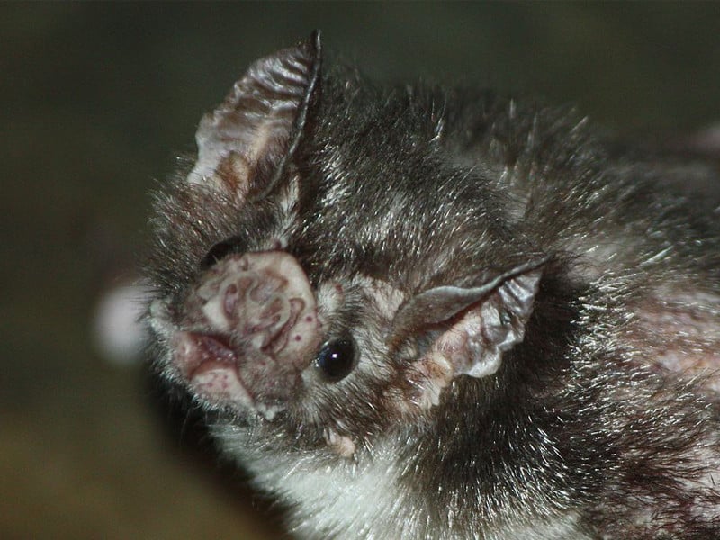 Vampire Bat Bat Facts and Information
