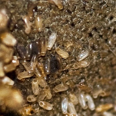 Compare hotel prices and find an amazing price for the alo hotel in orange. Bed Bugs: Facts, Infestation and Inspection | Batzner Pest ...