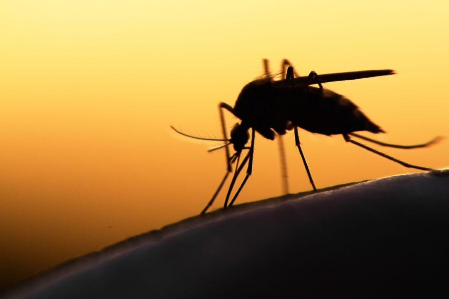 Are Mosquitoes Attracted To Light? Milwaukee Wisconsin