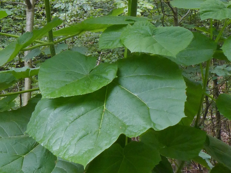 Catalpa oder Paulownia (Jungbaum im Wald)? > Paulownia