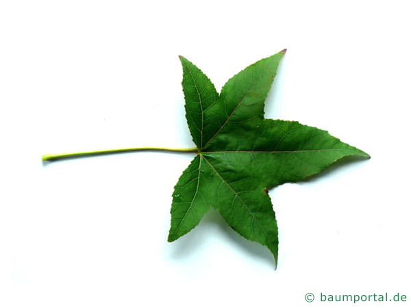 Amberbaum Liquidambar styraciflua