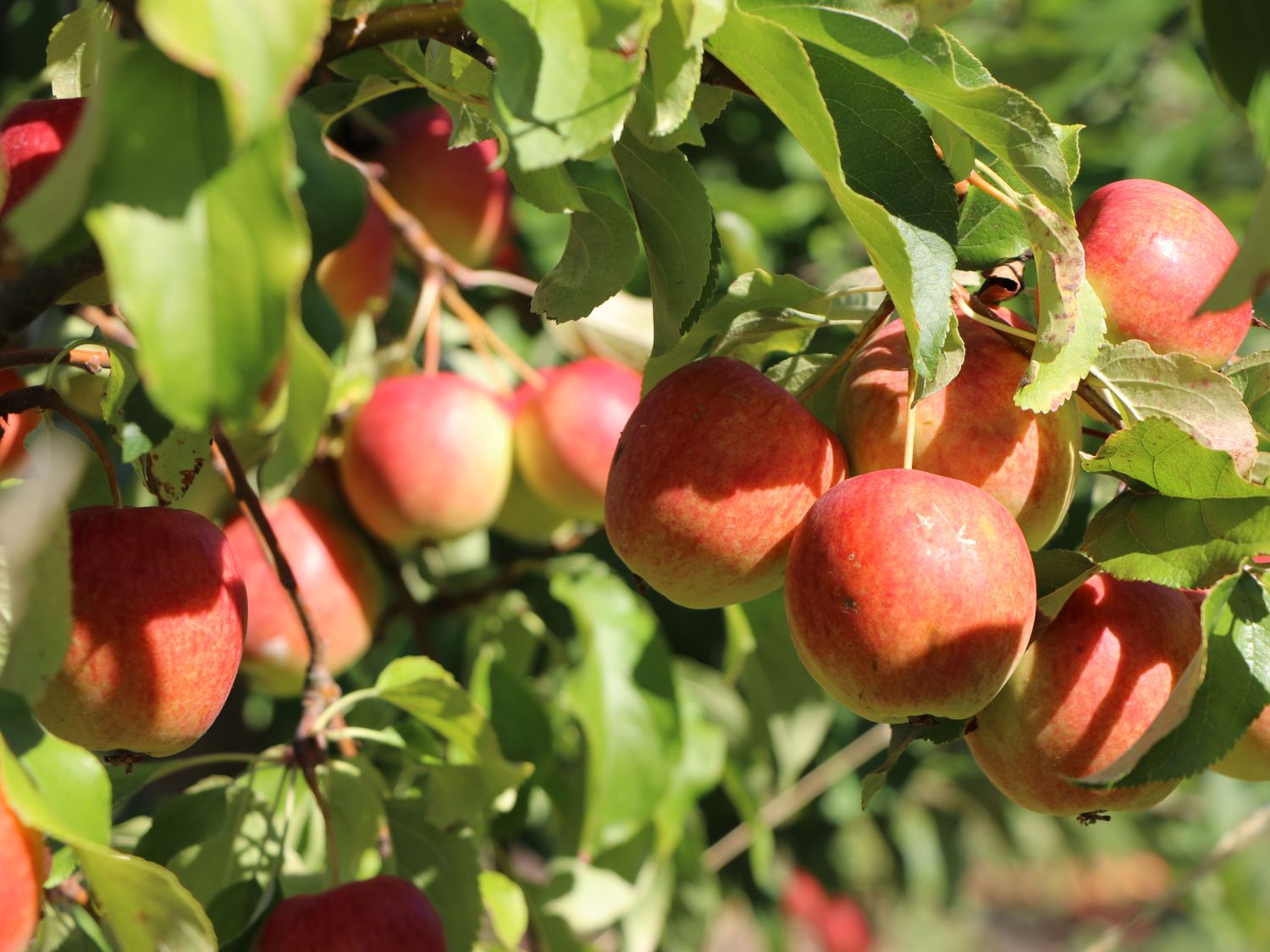 Apfel 'Rewena' ® Malus 'Rewena' ® Baumschule Horstmann