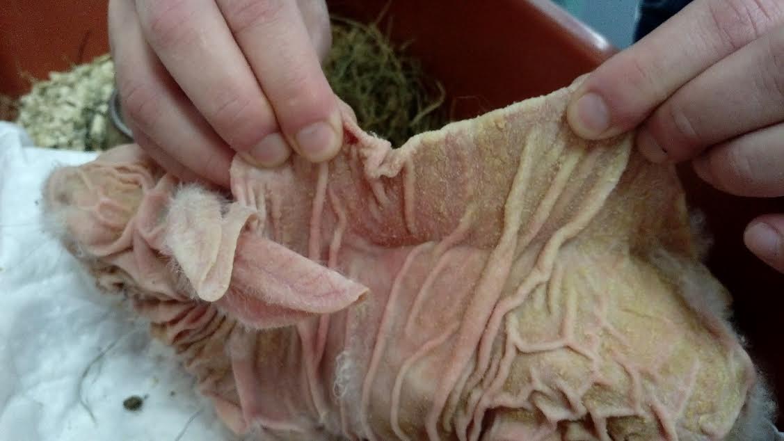Nonepidermolytic ichthyosis in rabbit БАВД Българска