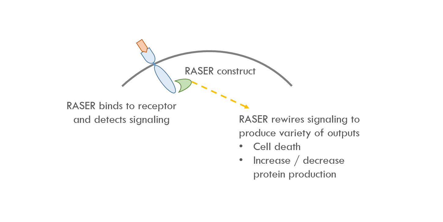 Synthetic biology basics a synbio paper in layman's terms