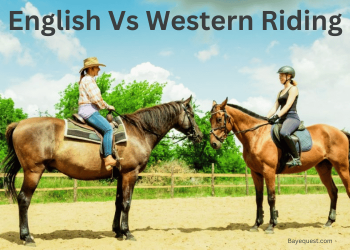 English Vs Western Riding 7 Similarities and Differences