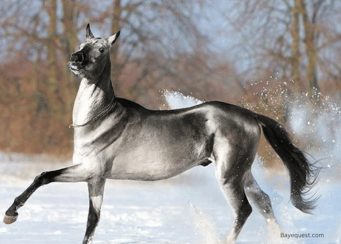 21 Amazing and Unusually Rare Horse Colors in the World