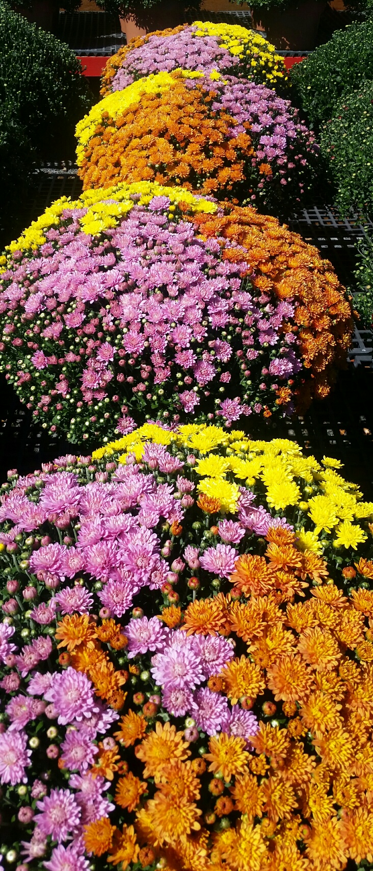 TriColorMums Bayport Flower