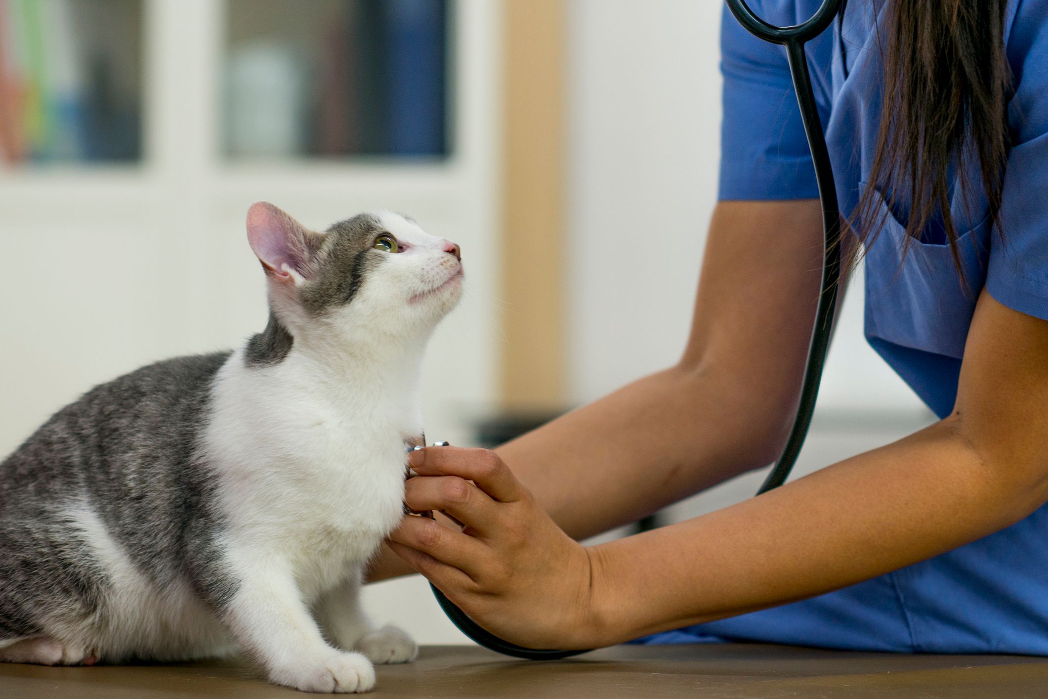 Cat Neutering Aftercare What You Need To Know