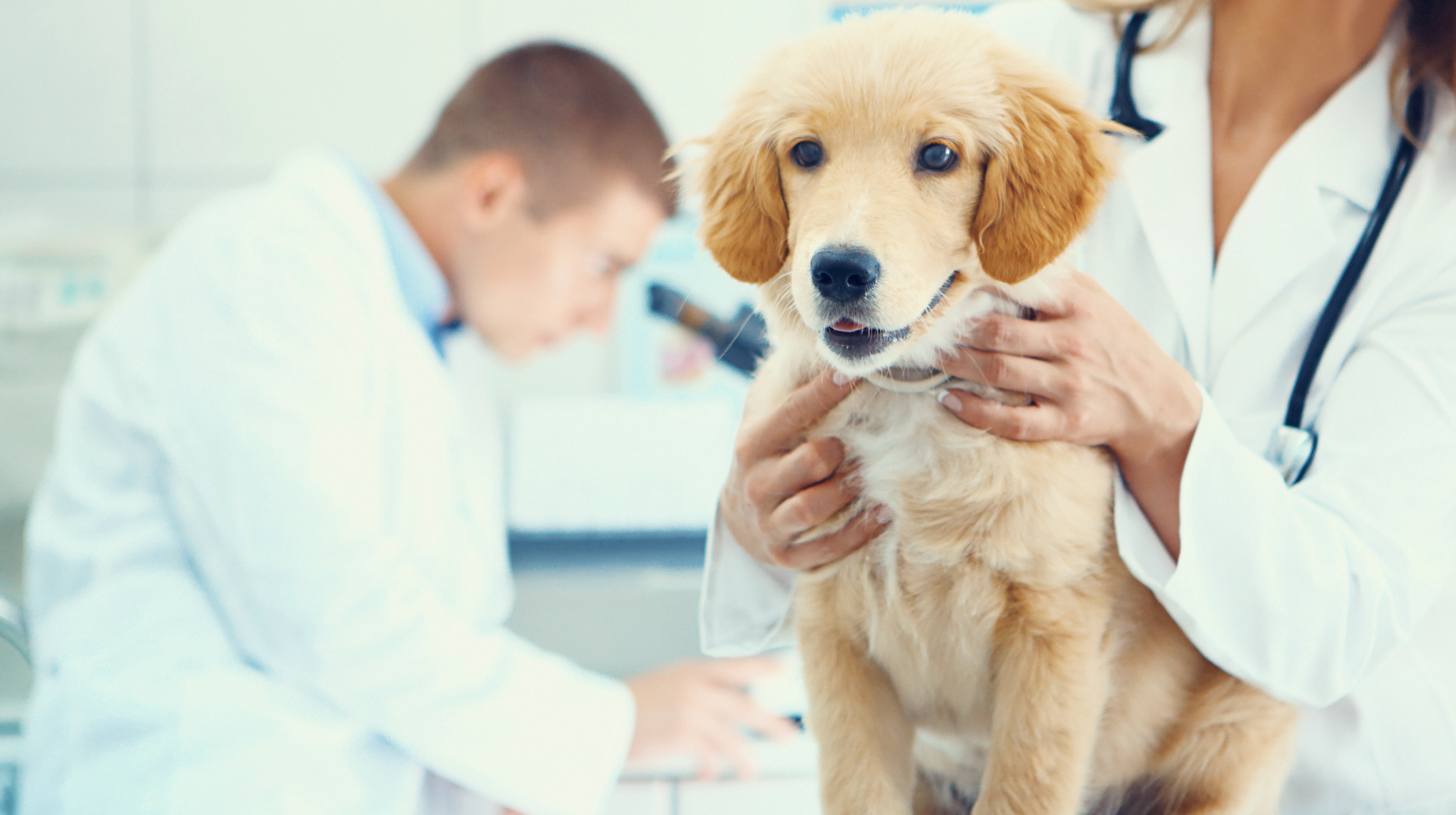 How to Prepare Your Pet for a Vet Visit