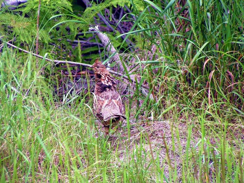 Hunting ruffled grouse, spruce grouse & snowshoe hares at Bay Wolf Camp
